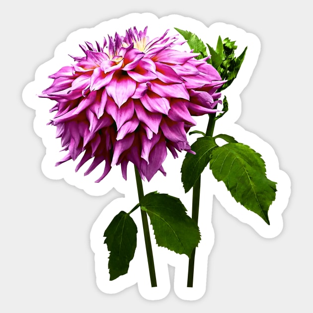 One Pink Dahlia and Buds Sticker by SusanSavad